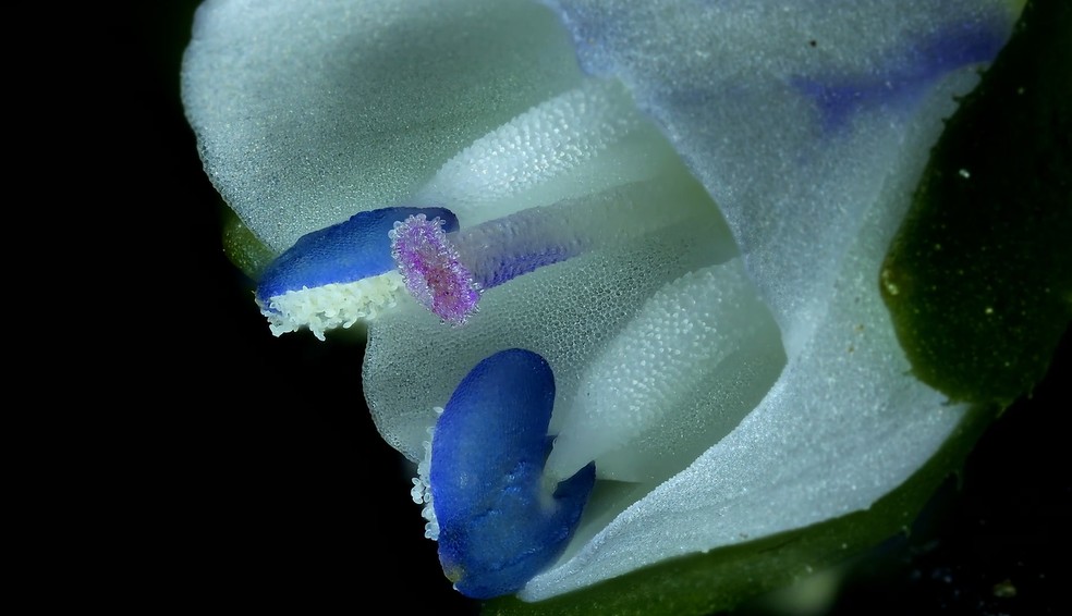 A flor Veronica serpyllifolia completa sozinha o próprio processo de polinização. O registro garantiu ao americano Jay McClellan o 1º lugar na Small World in Motion 2025. — Foto: Jay McClellan/2025 Small World in Motion Competition/Cortesia