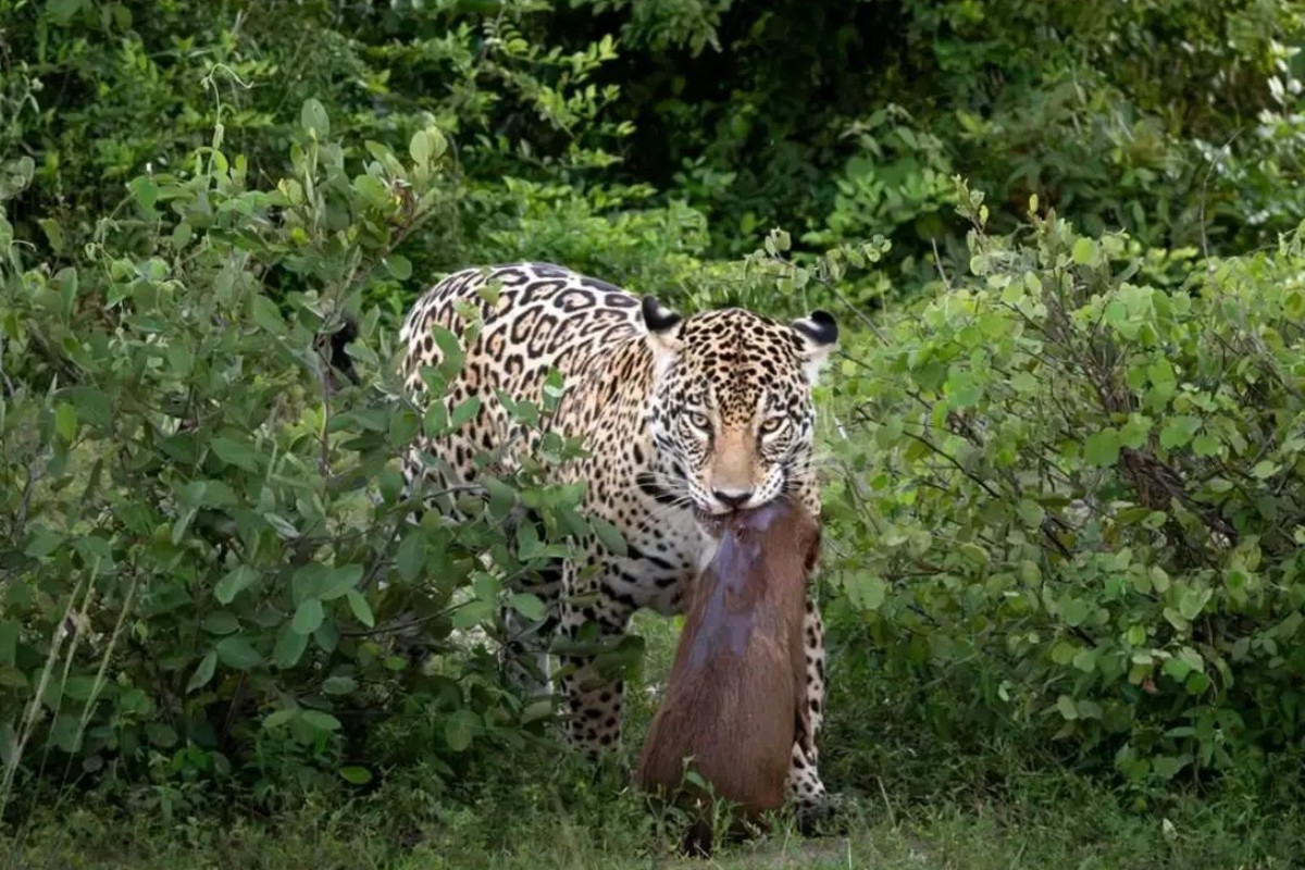 Sem piedade: onça-pintada captura filhote de capivara no Pantanal e cena impressiona