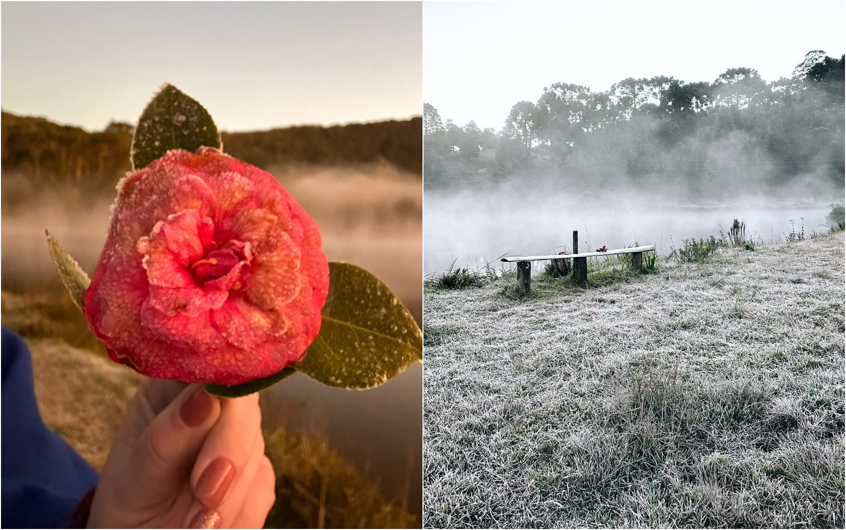 Geada congela rosa e paisagens no Sul de MG; região teve menor temperatura do estado pelo 2º dia seguido; FOTOS