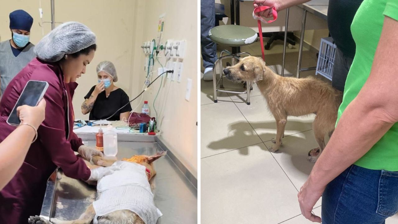 Homem investigado por maus-tratos após jogar água quente em cachorro é preso novamente em Belém por não pagar fiança
