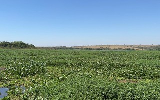 Relatório internacional aponta espécies invasoras que causam mais prejuízos à natureza e ao homem; conheça algumas