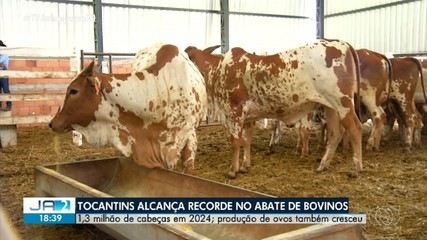Tocantins alcança recorde no abate de bovinos