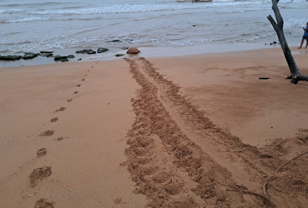 Rastro de uma tartaruga-cabeçuda logo após ter feito sua desova em outubro  2024 na praia de Costa Bela, Serra, Espírito Santo — Foto: Crédito Almir Araújo, IPRAM
