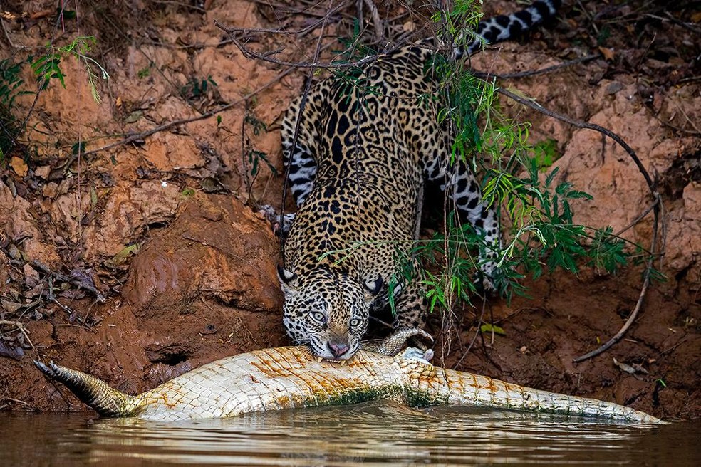 Onça-pintada ataca jacaré em Pantanal de MT — Foto: Chris Brunskill