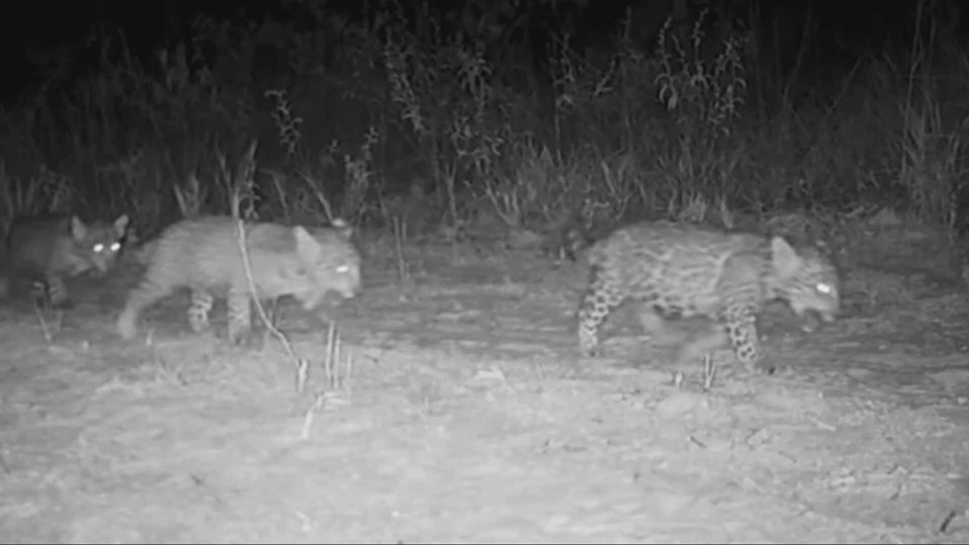 Trigêmeos de onça-pintada em MG terão nomes escolhidos por votação popular
