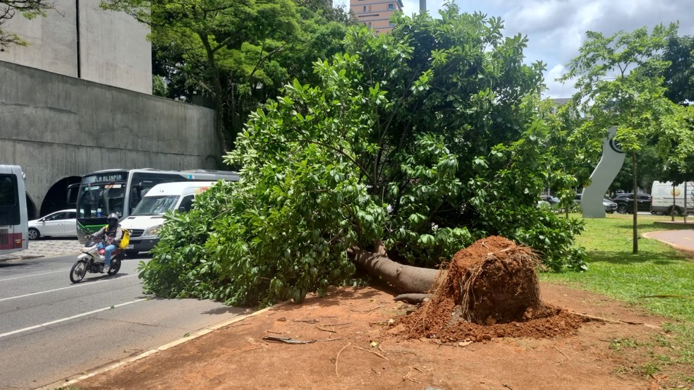 Árvore caída na avenida Faria Lima — Foto: Arquivo pessoal