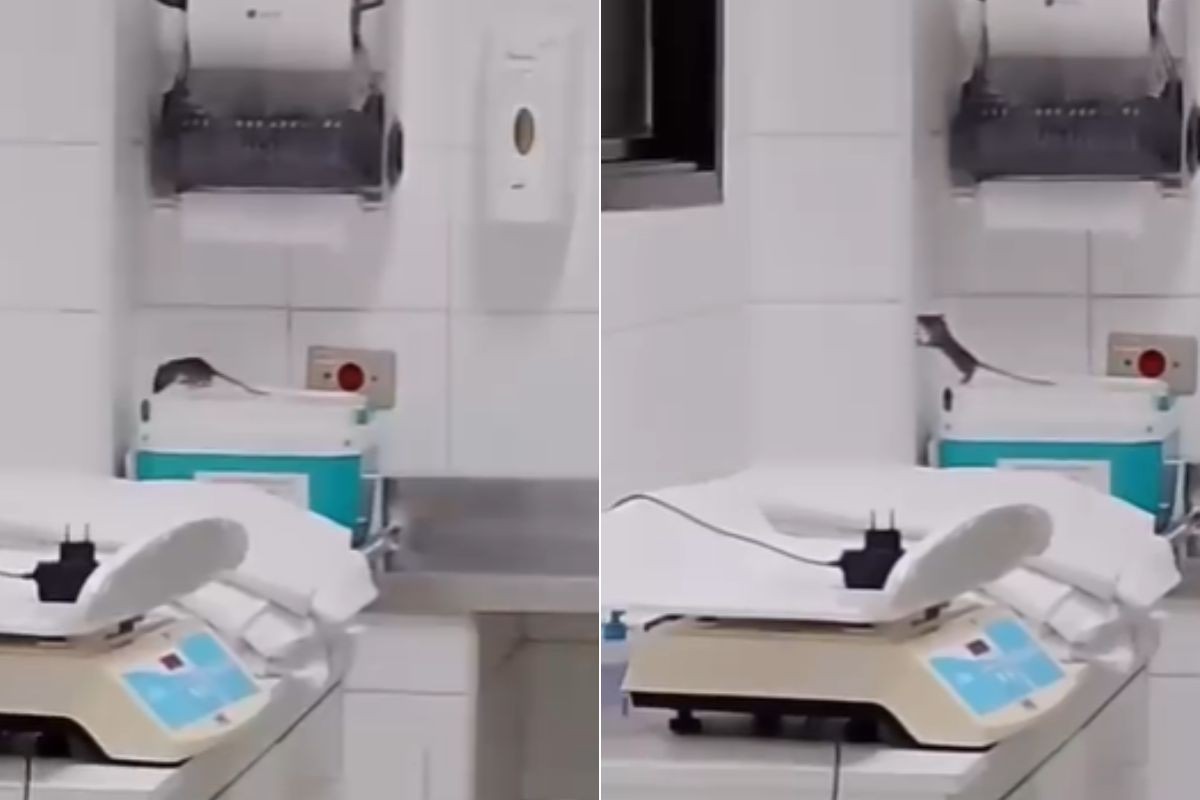 Rato é flagrado em sala de recém-nascidos em hospital no litoral de SP; veja o vídeo