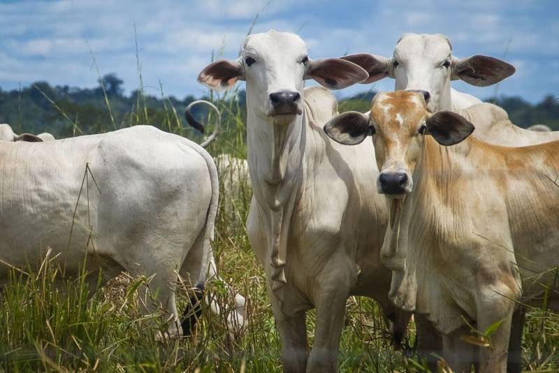 Adagro prorroga prazo da atualização cadastral de rebanhos e propriedades até 15 de dezembro