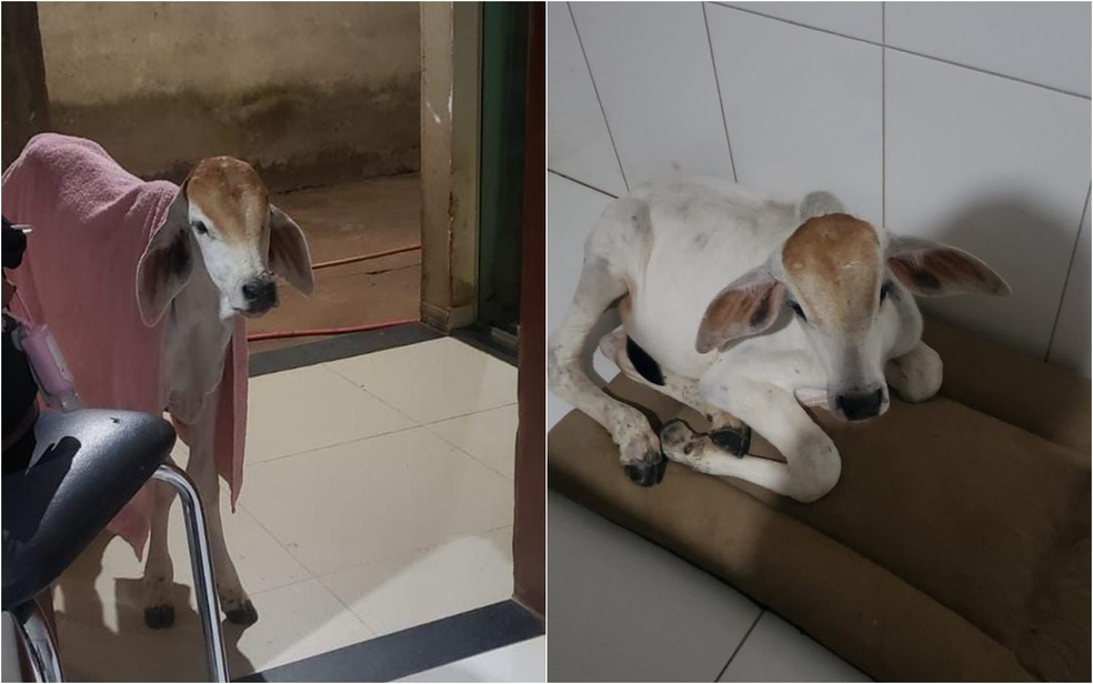 Bezerro foi criado como animal de estimação em casa após ser abandonado pela mãe no nascimento, em Goiânia, Goiás — Foto: Solange Caixeta/Arquivo pessoal