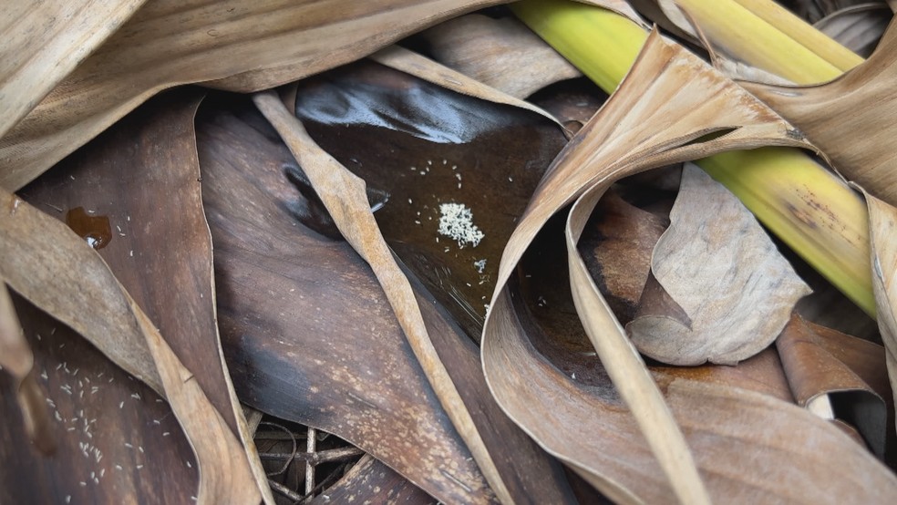 Larvas de mosquito nas folhas de bananeira em Dom Pedro de Alcântara — Foto: Reprodução/RBS TV