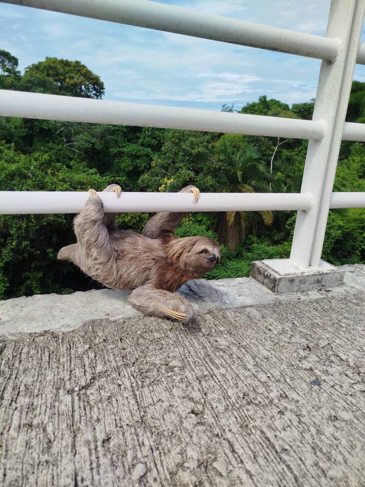 Preguiça é resgatada após ser encontrada pendurada em estrutura de ponte, em João Pessoa; VÍDEO