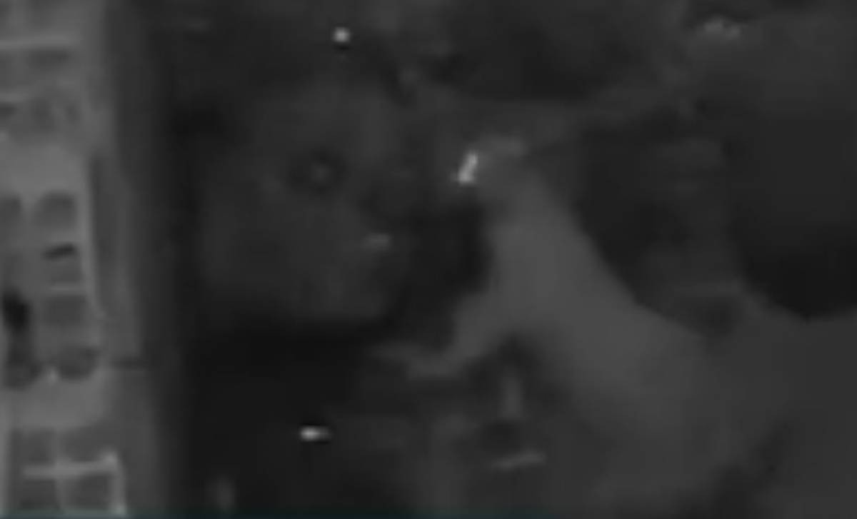 Onça é flagrada pela quarta vez em menos de um mês 'passeando' por Esmeraldas, na Grande BH