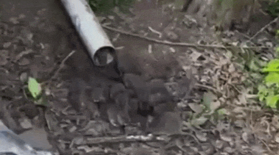 'Não pode mais abrir a janela': ratos preocupam moradores e empresa de reciclagem é fechada por 15 dias no RS; VÍDEO
