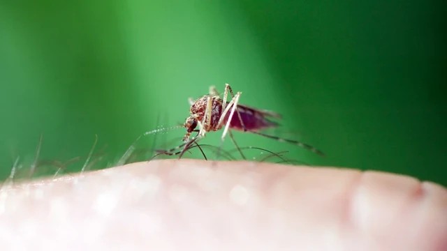 Paciente de férias no Brasil morre com suspeita de malária no interior de Minas