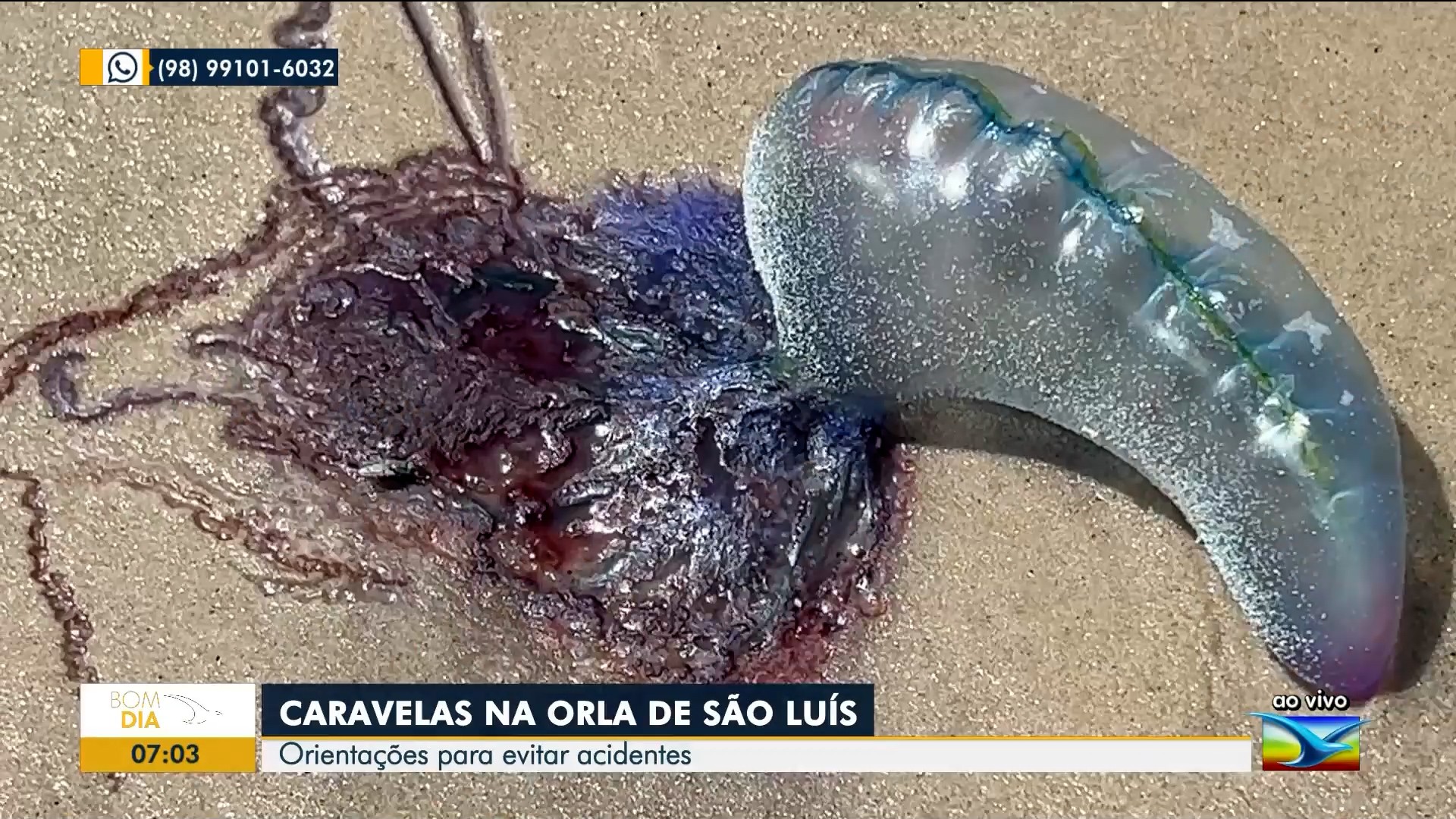 Bombeiros alertam banhistas sobre cuidados com caravelas em praias de São Luís; veja orientações