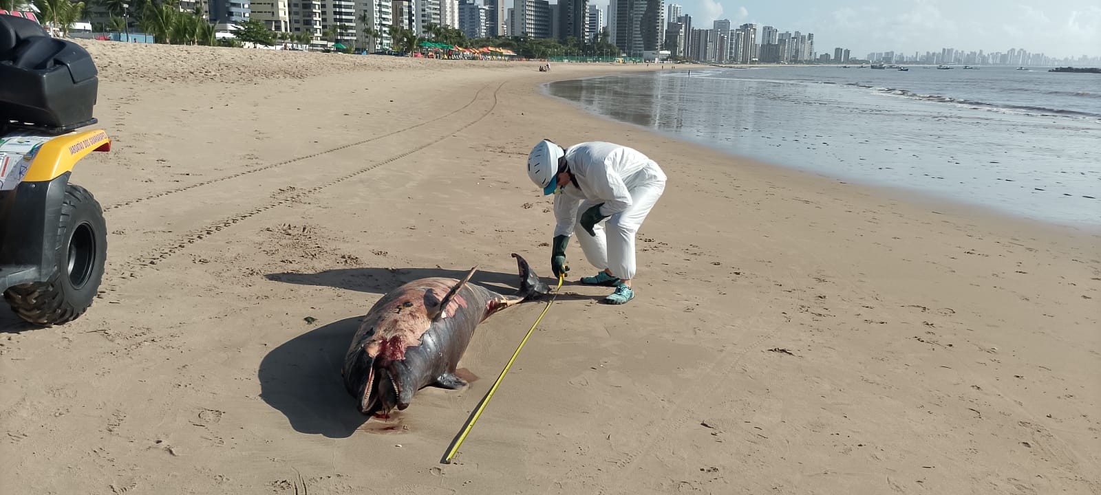 Corpo de golfinho é achado na Praia de Candeias um dia após morte de quatro tartarugas no Grande Recife