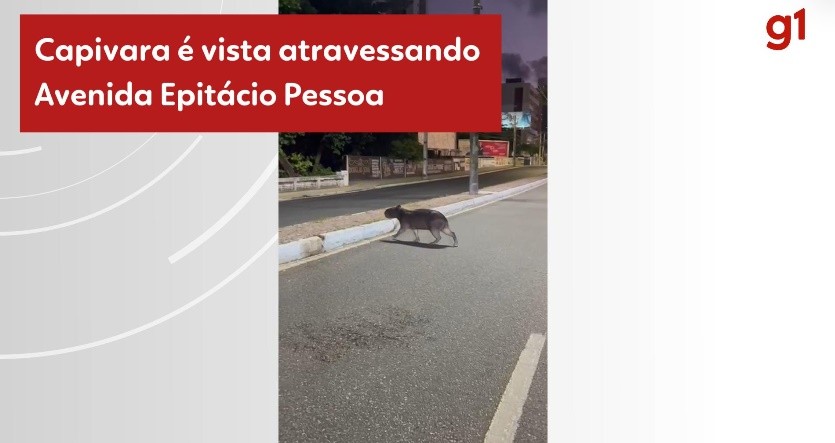 Capivara é vista atravessando avenida de João Pessoa 