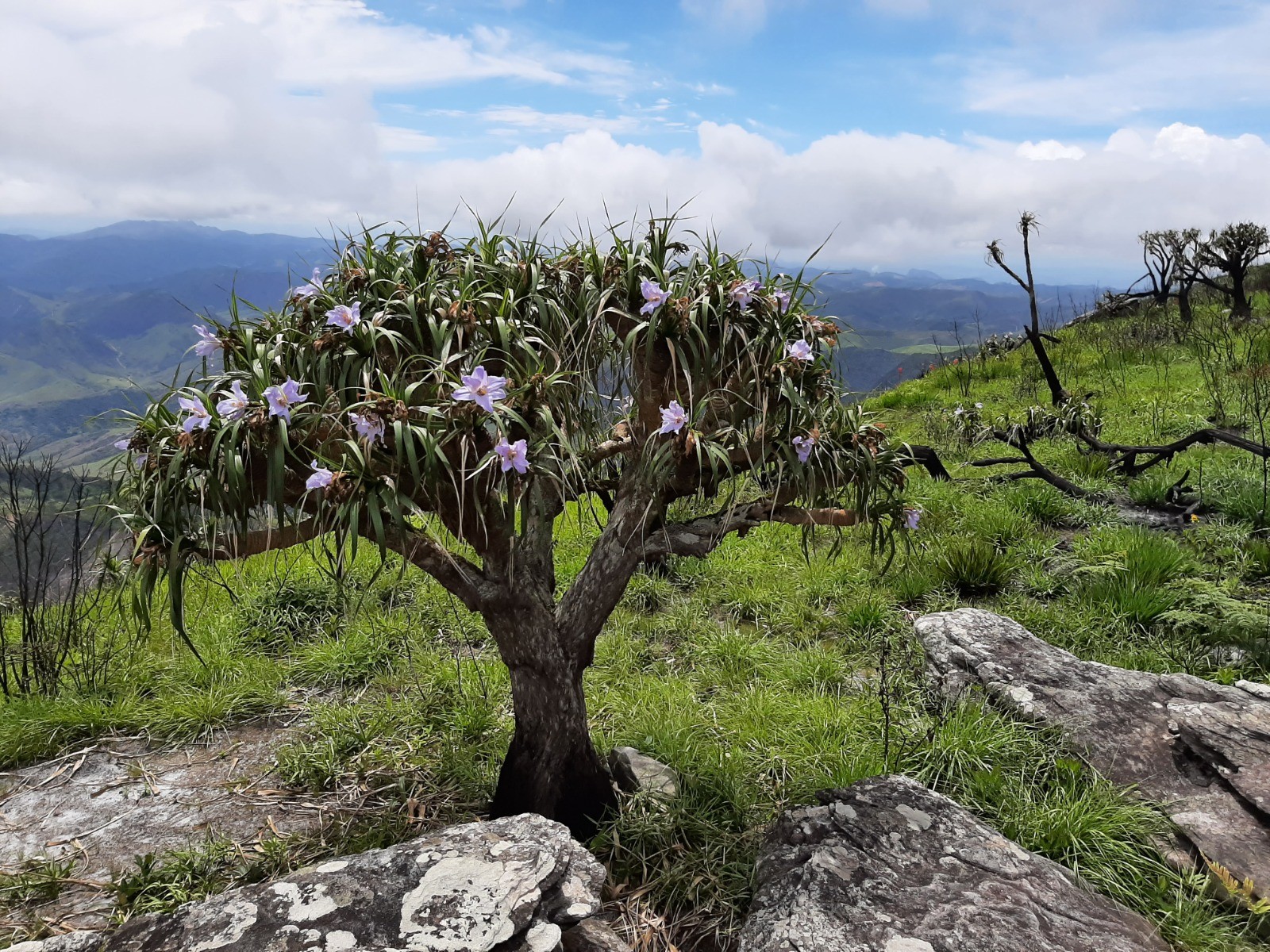 ‘Terra de gigantes’: serra em MG revela plantas raras e espécies únicas em área pouco conhecida