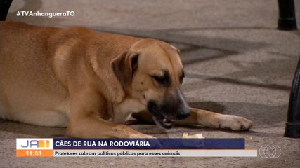 Cães recolhidos na rodoviária de Palmas são testados e devolvidos às ruas