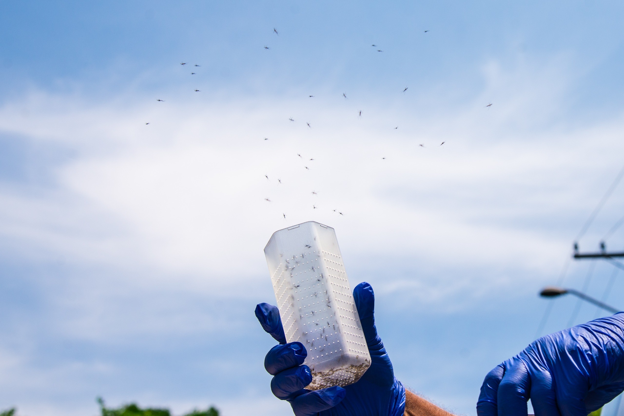 Com objetivo de reduzir a transmissão de arboviroses, Biofábrica do Método Wolbachia é inaugurada nesta sexta-feira