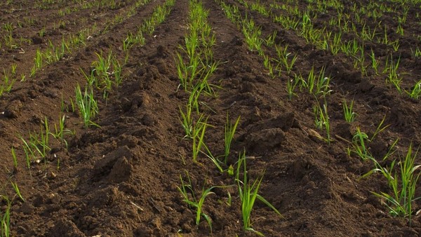 Herbicida pré-emergente Kyojin tira as daninhas da sua plantação!