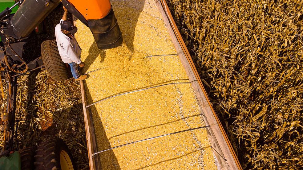 Colheita de milho em Mato Grosso — Foto: Rafael D Marques/Secom-MT