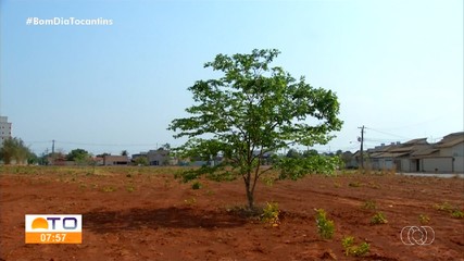 Naturatins distribui mudas nativas do Cerrado no parque dos Povos Indígenas