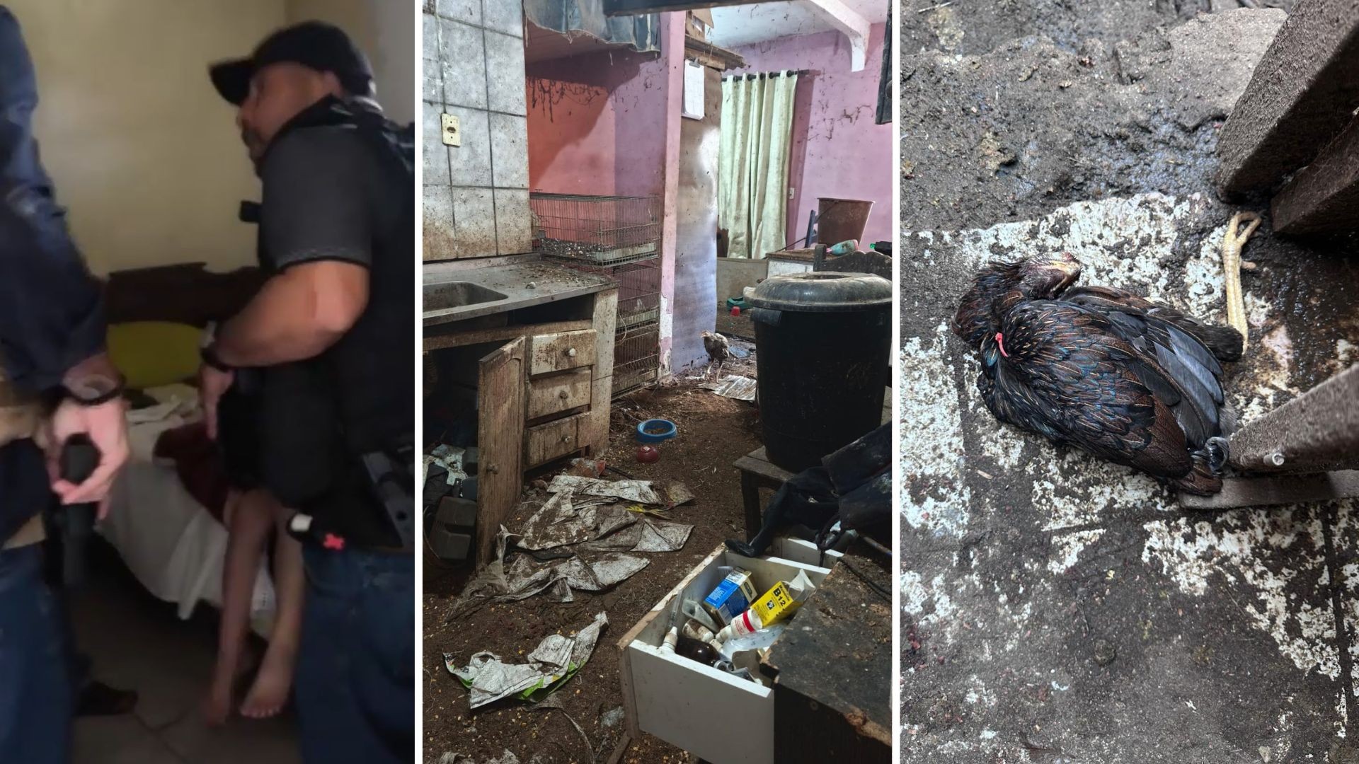 VÍDEO: criança resgatada em situação extrema vivia entre fezes e animais doentes em Guarapari; mãe é presa