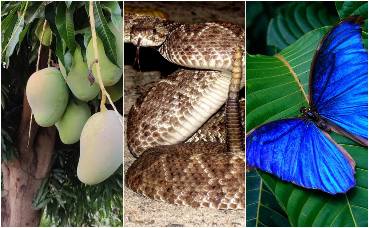 Fruta, serpente e borboleta inspiram nomes de poços que a Petrobras pretende explorar no AP