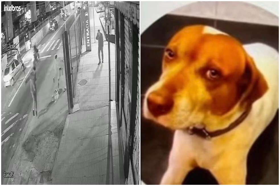 Caramelo morreu após ser baleado com sete tiros em avenida da Zona Leste de SP — Foto: Reprodução/Arquivo Pessoal