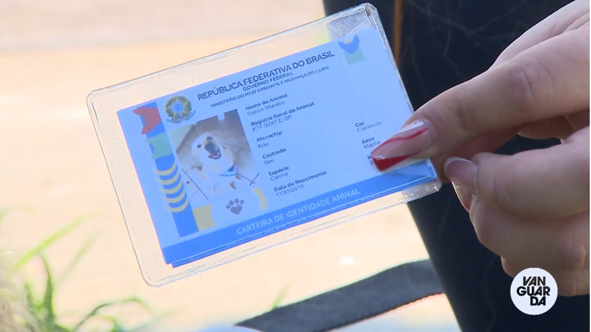 Amigo Pet: Entenda como o 'RG animal' pode ser importante para os tutores de cães e gatos