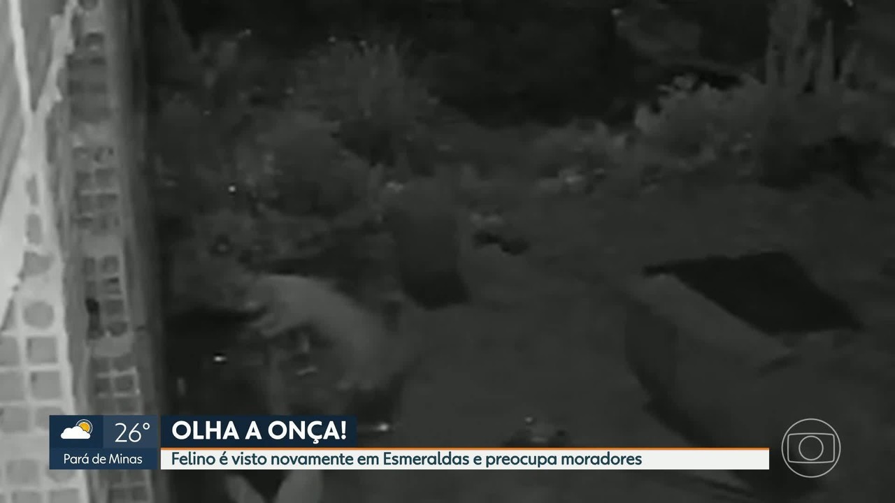 Onça é flagrada pela quarta vez em menos de um mês 'passeando' por Esmeraldas, na Grande BH