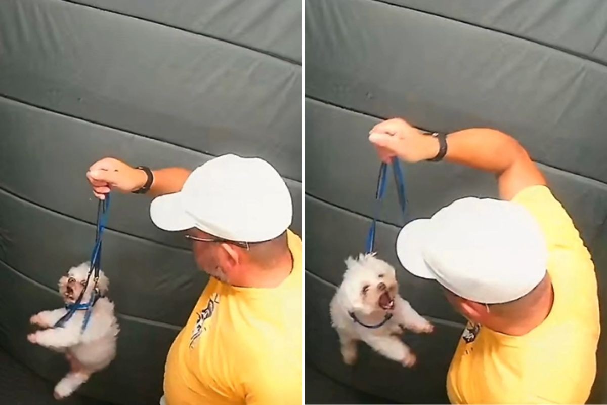 Guarda aposentado é investigado por agredir cachorro em elevador no litoral de SP; VÍDEO 