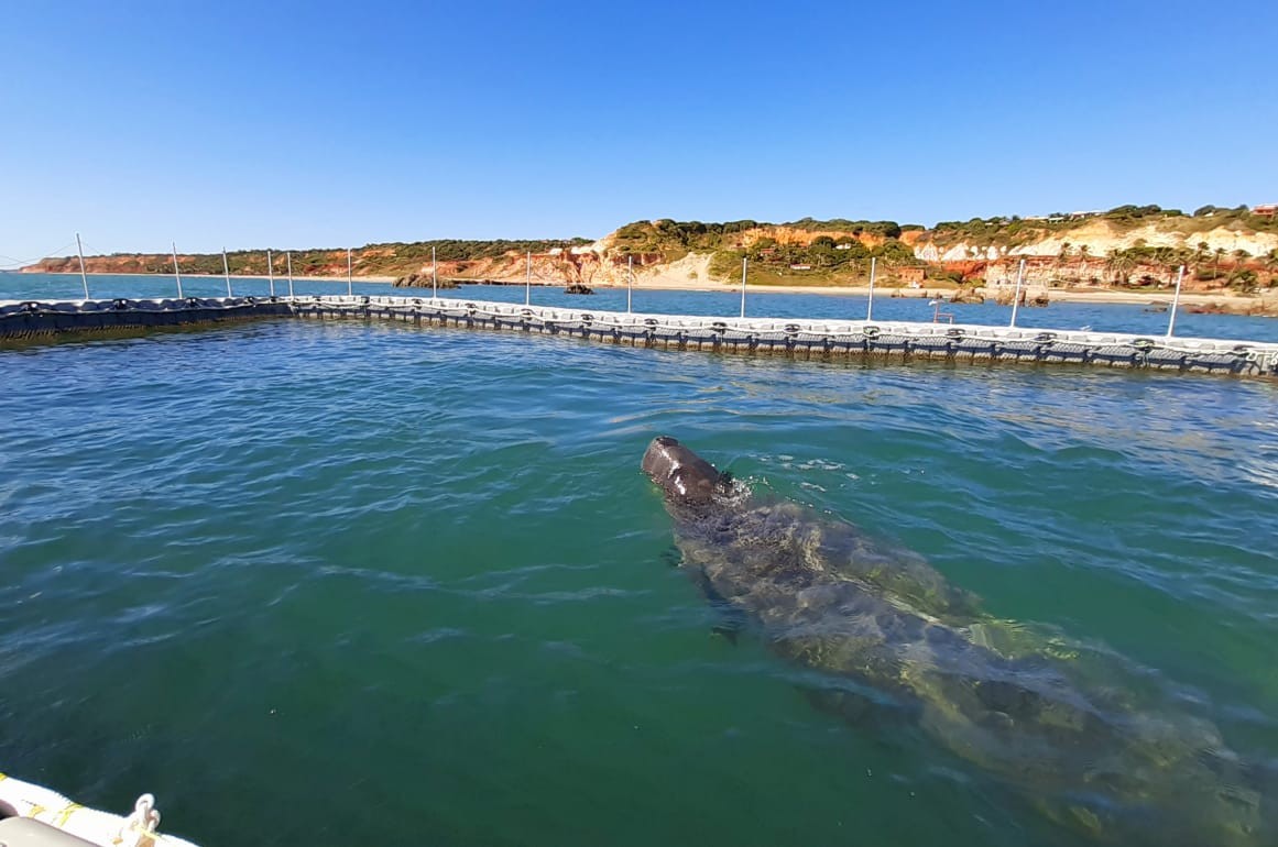 Peixes-boi visitam praia de Fortaleza, e pesquisadores pedem que banhistas não se aproximem dos animais
