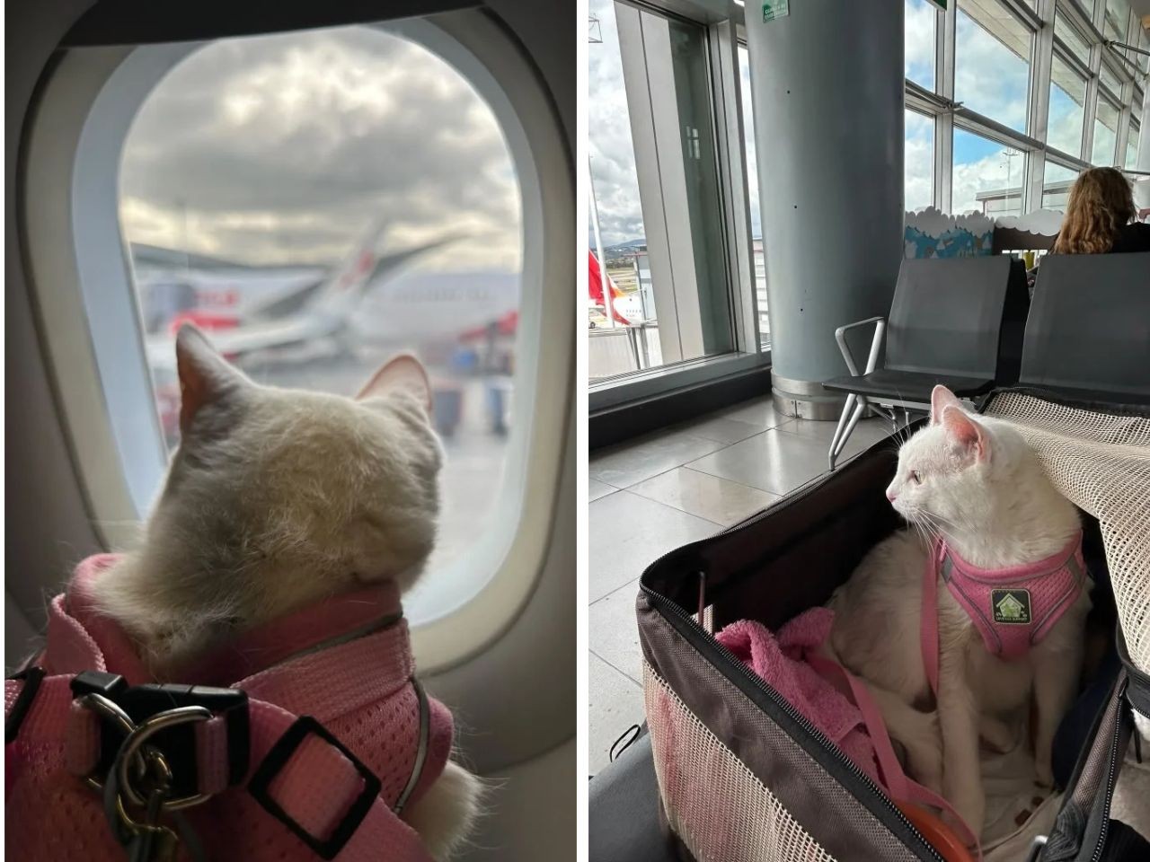 Gata enfrenta viagem de 40 horas por três países até novo lar nos EUA após morte do tutor em MS