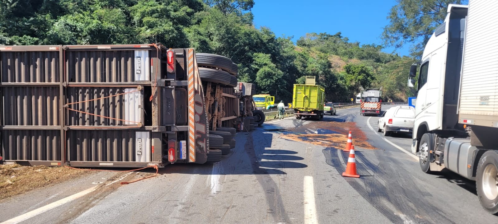 Carreta com 60 bois tomba na BR-050