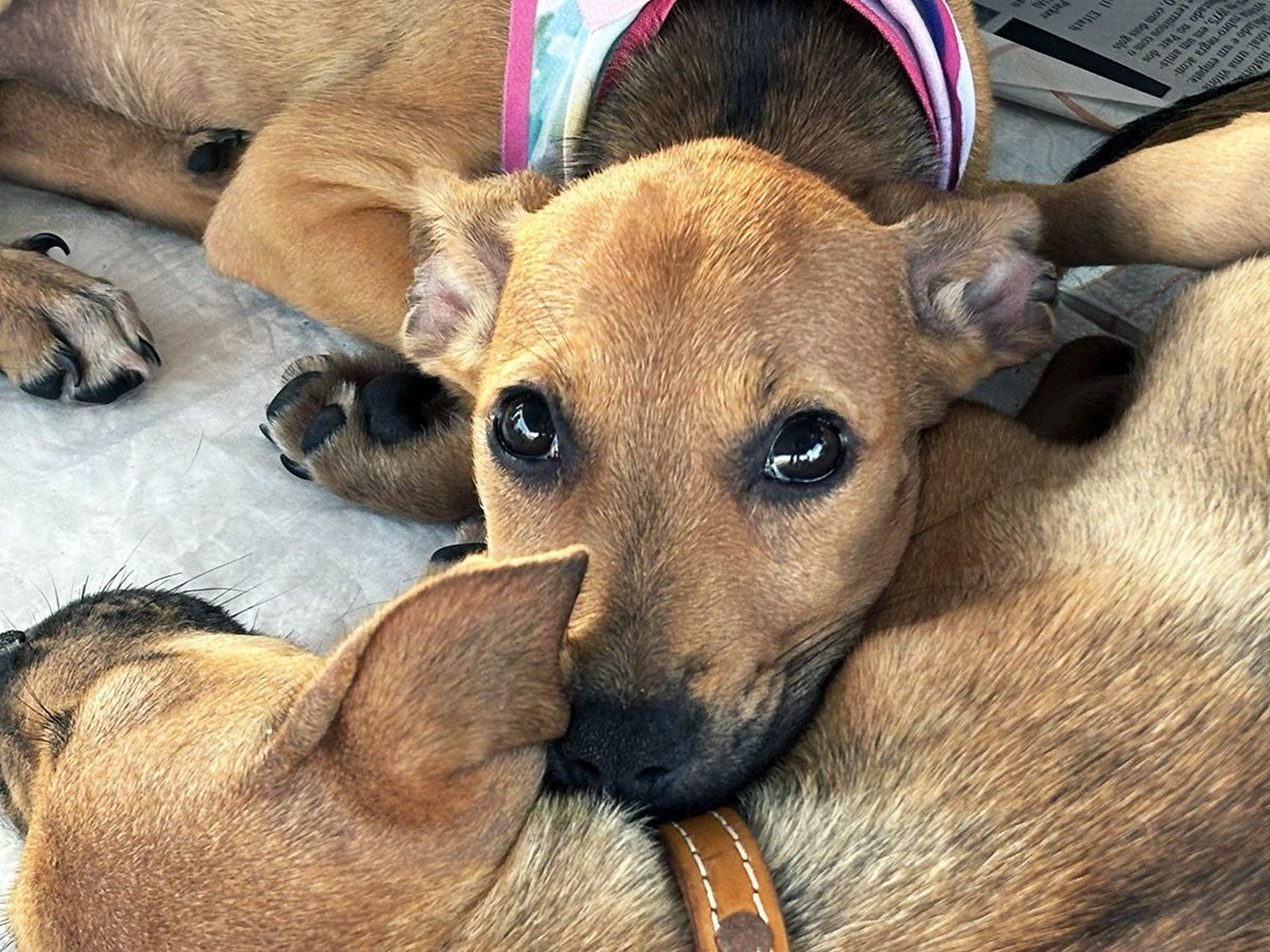 Campanha de adoção e vacinação gratuita de pets acontece neste fim de semana em Aracaju