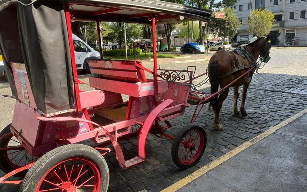 Lei que coloca fim às charretes para atividades turísticas é sancionada em São Lourenço — Foto: Jorge Marques