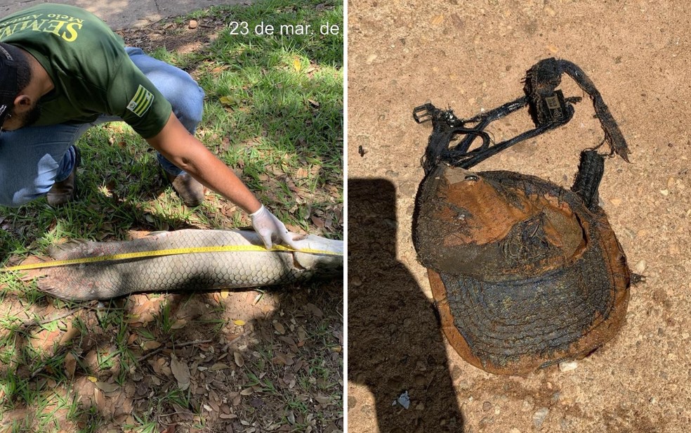 Pirarucu encontrado morto com um bon preso s guelras na Lagoa Grande, em Porangatu.  Foto: Fotos: Divulgao Semma Porangatu