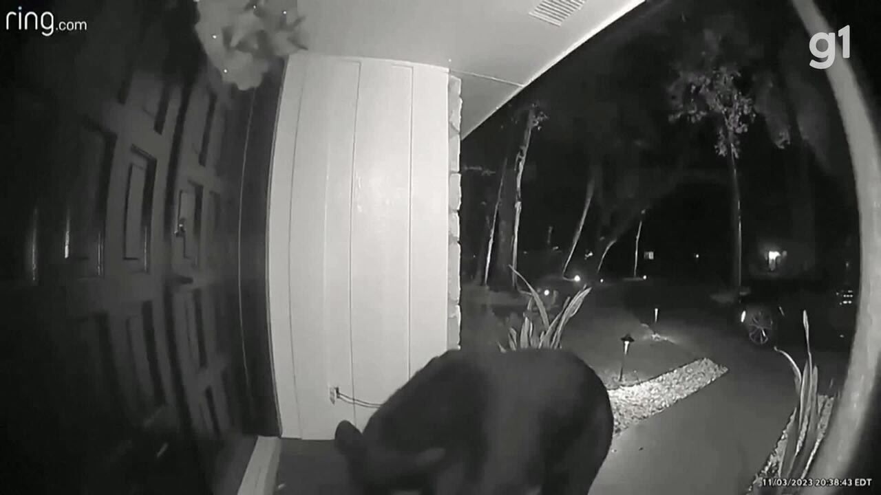 Urso é baleado, cai de árvore e mata caçador nos Estados Unidos