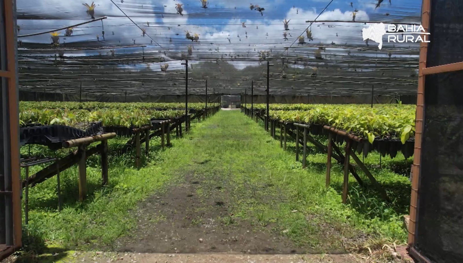 Vídeos do g1 e TV Bahia - domingo, 25 de janeiro de 2026