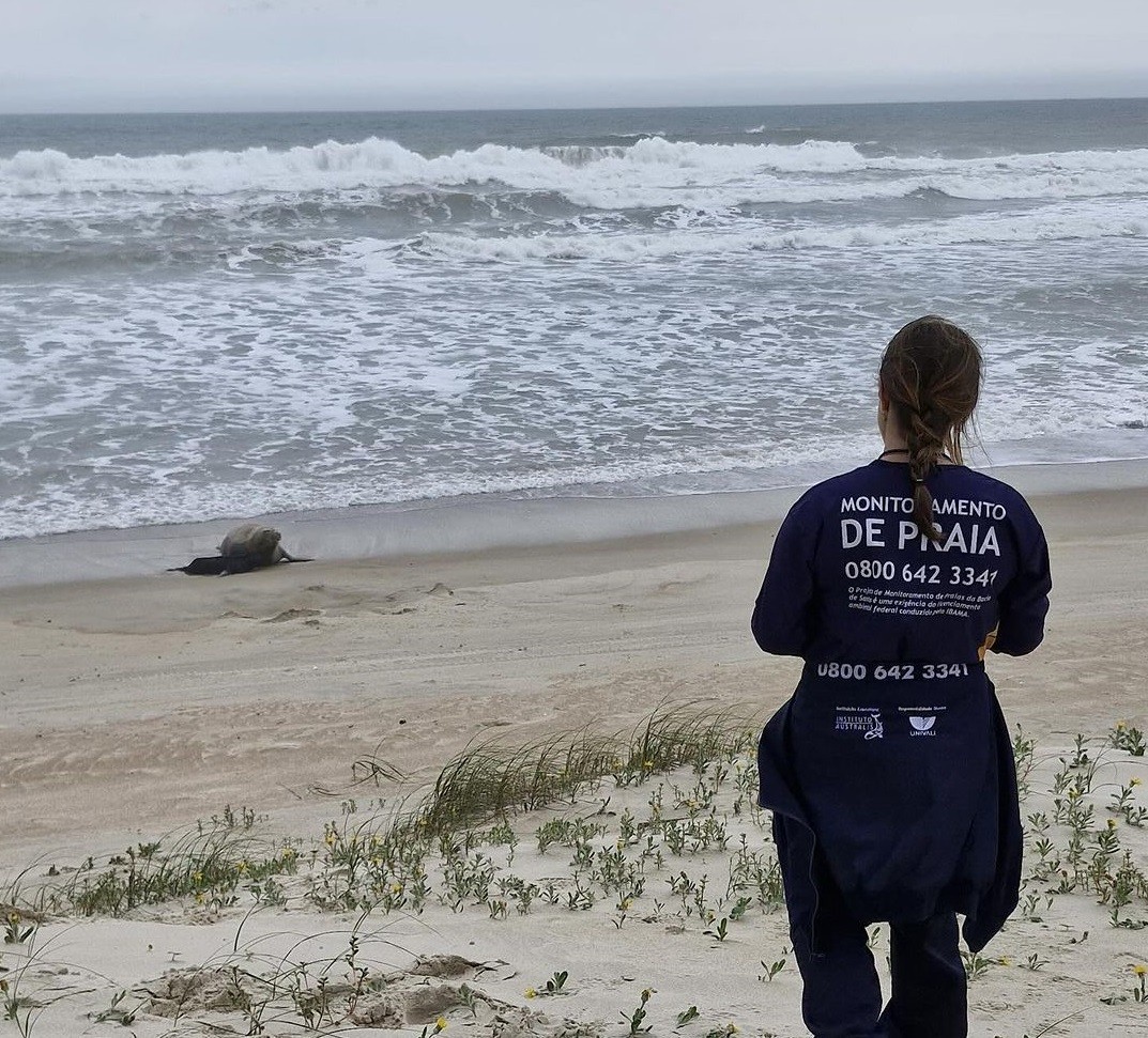 Elefante-marinho dá à luz a filhote em praia de SC em registro inédito no Brasil; VÍDEO