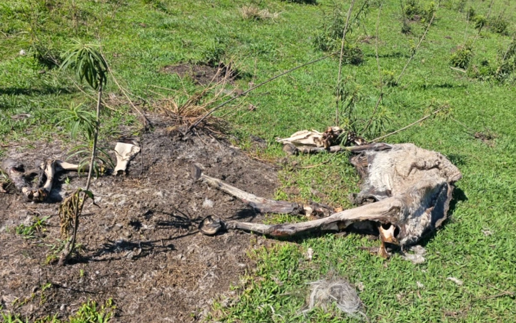 Moradores denunciam suposto ‘cemitério de animais’ em Santa Rita do Sapucaí; caso é investigado