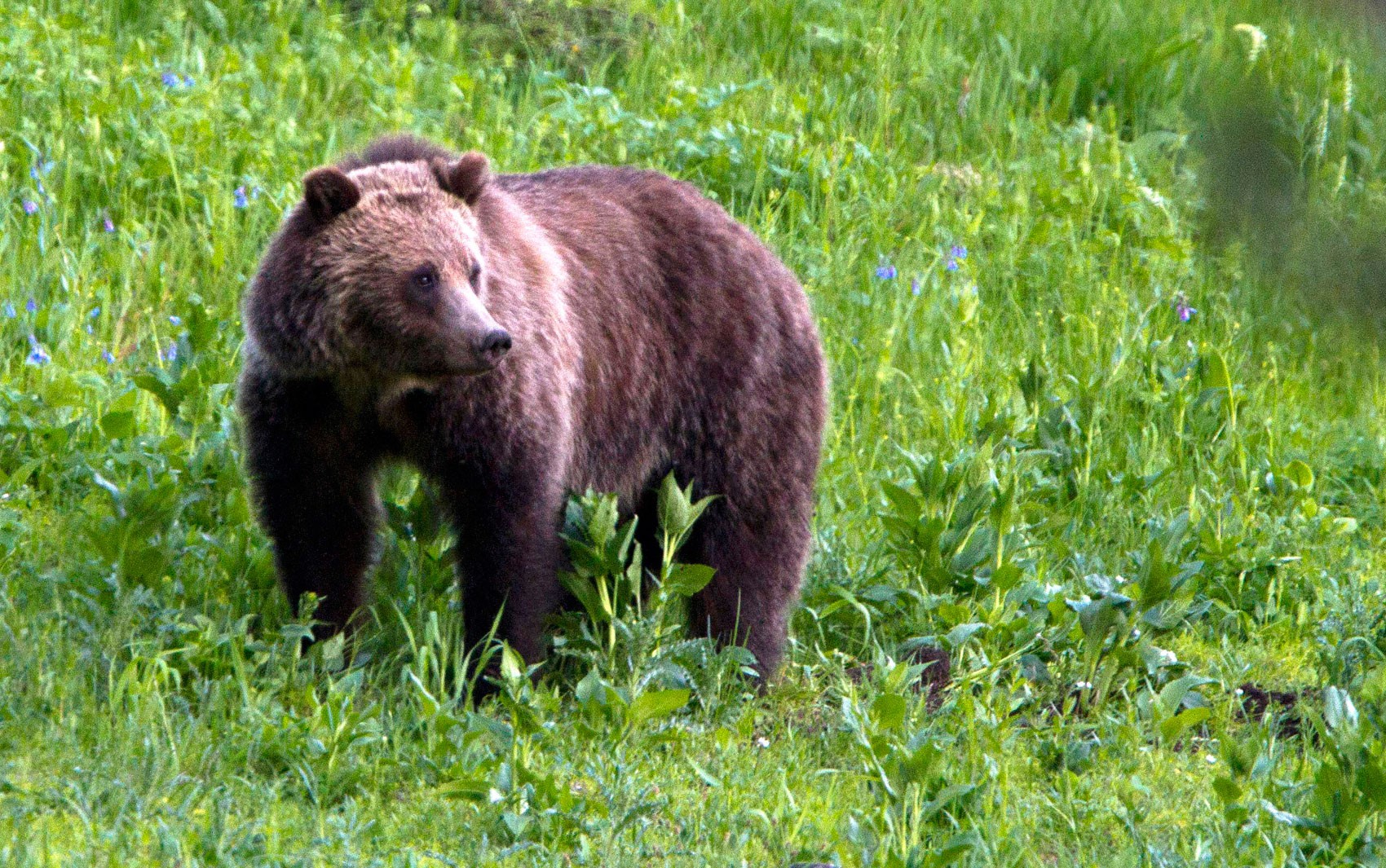 Eslováquia autoriza comércio de carne de urso apesar das críticas