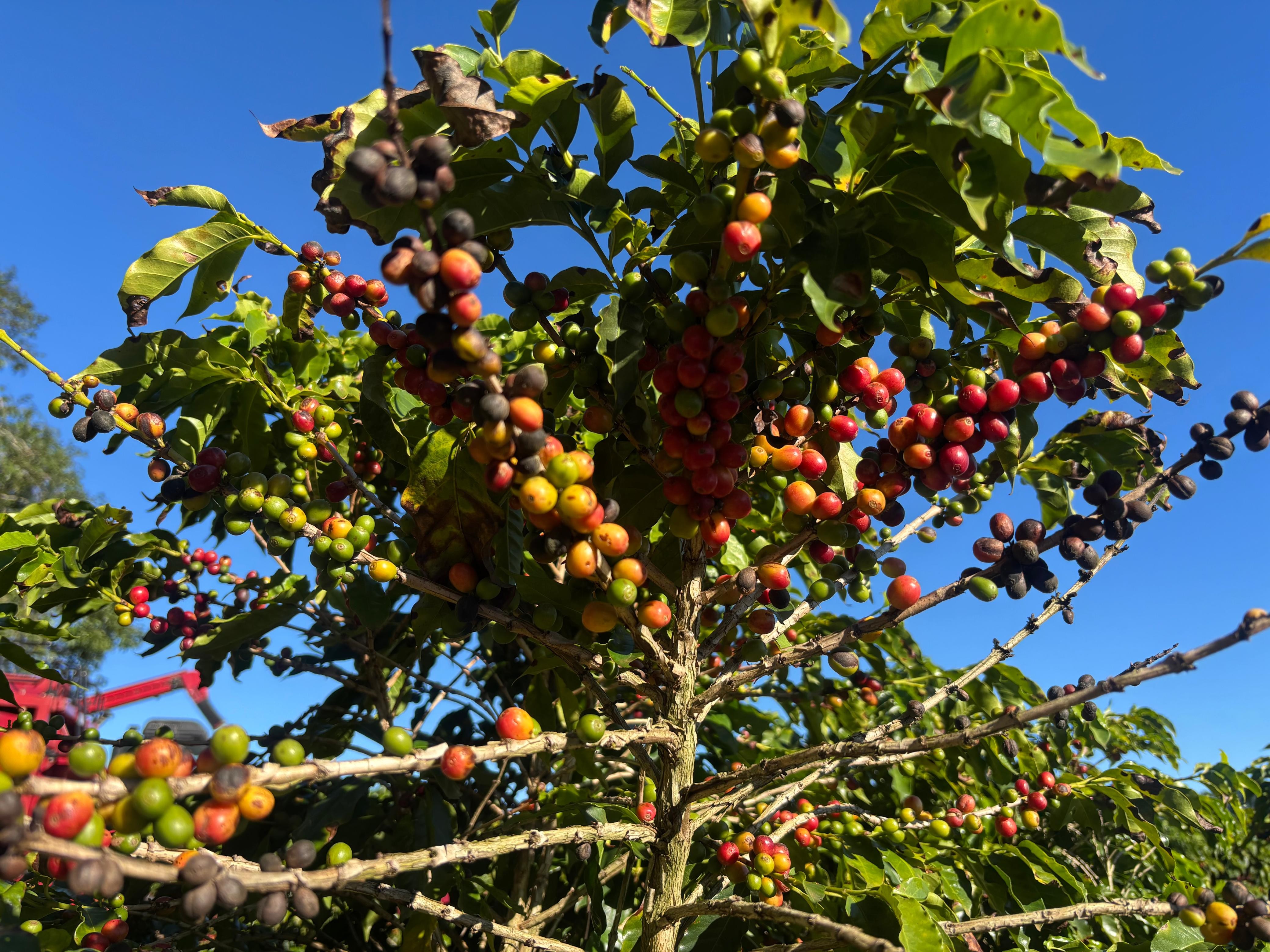 Conheça características do café arábica, variedade cultivada por Sabrina Sato em fazenda no interior de SP