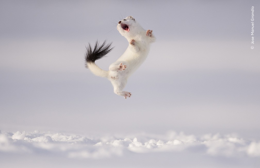 Uma doninha 'ginasta' saltando no ar sobre a neve em Athose, na França. Fotógrafo enfrentou temperaturas abaixo de zero para registrar o comportamento enérgico do animal. — Foto: Wildlife Photographer of the Year