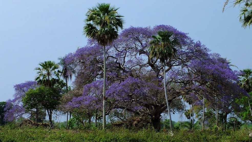 Árvores de tarumã (Vitex cimosa) no Pantanal, florindo em setembro. — Foto: Walfrido Tomas