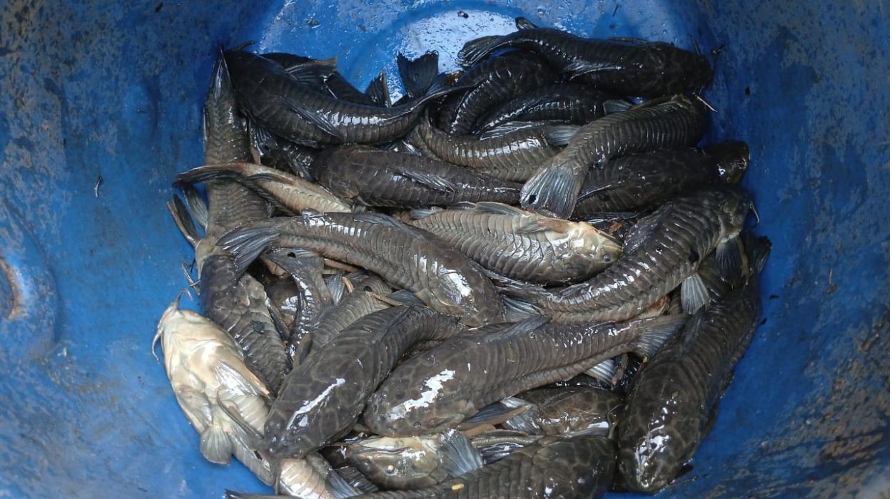 Polícia apreende mais de 163 kg de peixe e aplica R$ 9,7 mil em multas na região