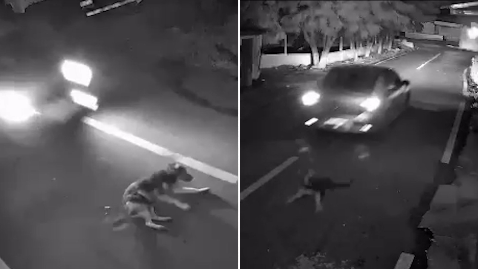 VÍDEO: Motorista atropela e mata cadela grávida em Teresina; caso é investigado
