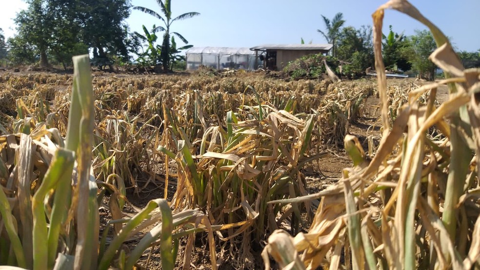 Situação da plantação de hortaliças em Itajaí — Foto: Luiz Costa/NSC TV